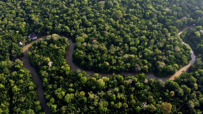 Deforestasi Hutan Amazon Meningkat dalam 15 Bulan Terakhir